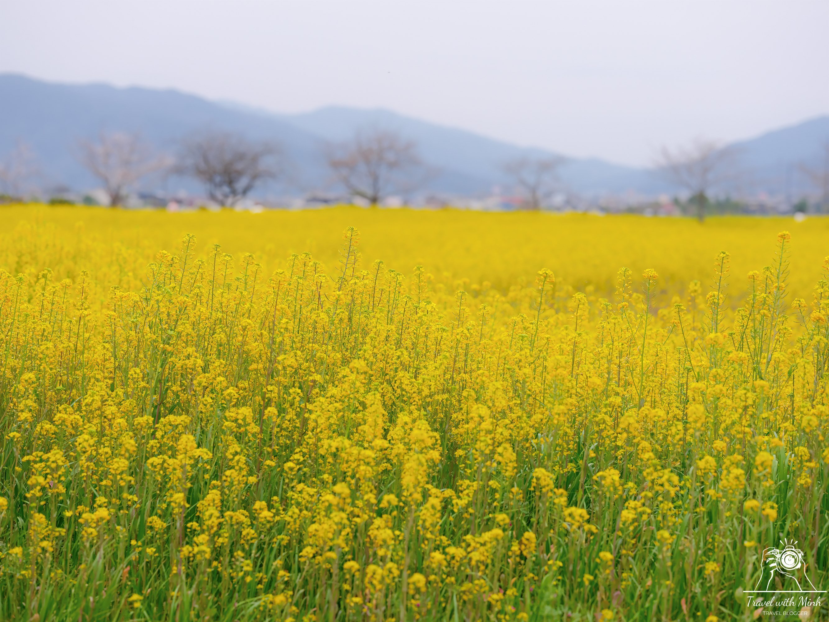 🏞️ 후지와라 궁터(후지와라쿄아토) 이미지 9